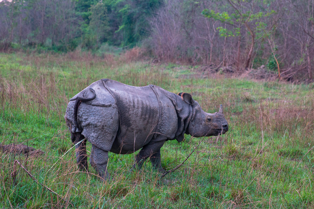 Chitwan Jungle Safari